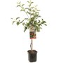 Appelboom 'Jonagold' laagstam